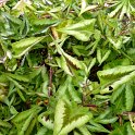 Persicaria runcinata 'Yunnan's Giant'